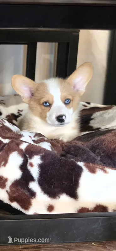 Red Merle Boy, tail – Pembroke Welsh Corgi puppy for sale in Milton, WI