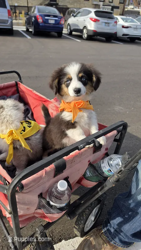 Tiny Fluffy Blue Eyed Beauty Auggie – Pembroke Welsh Corgi, Miniature Australian Shepherd puppy for sale in Milton, WI
