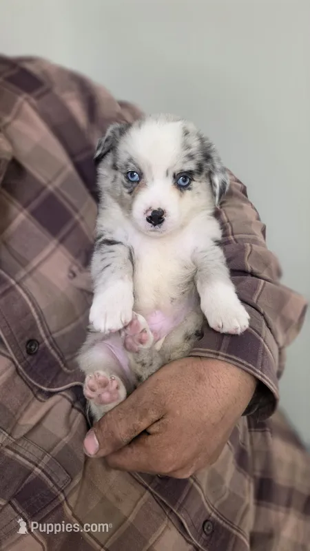 Blue Merle Boy – Miniature Australian Shepherd puppy for sale in Milton, WI