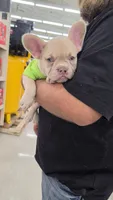 Rosie Frenchie Girl, a female French Bulldog for sale in Milton, WI – 3 of 5