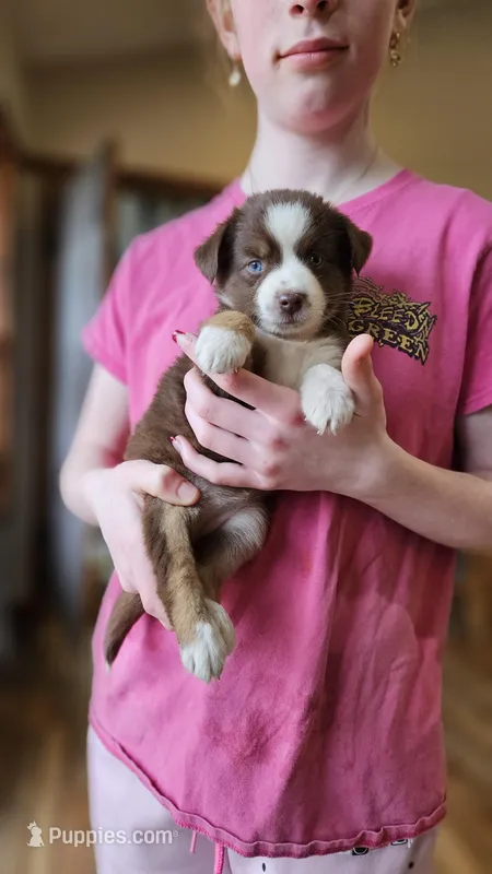 Count Chocula – Miniature Australian Shepherd puppy for sale in Milton, WI