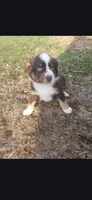 Count Chocula, a male Miniature Australian Shepherd for sale in Milton, WI – Photo 2 of 2