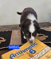 Count Chocula TOY SIZE, a male Miniature Australian Shepherd for sale in Milton, WI – Photo 2 of 3