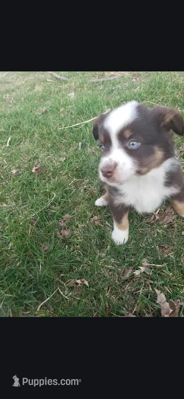 Count Chocula – Miniature Australian Shepherd puppy for sale in Milton, WI