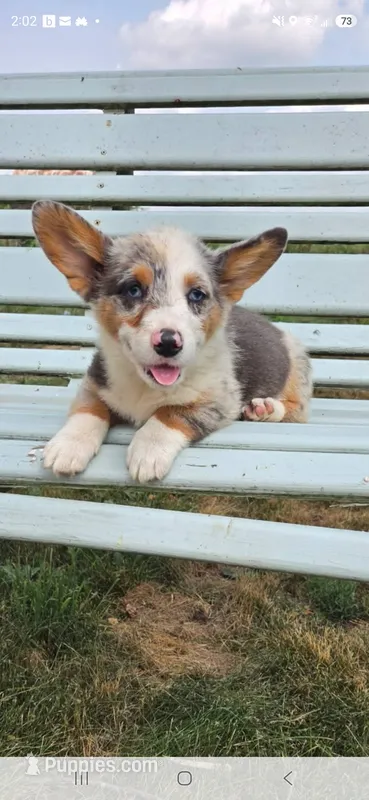 Ocean – Pembroke Welsh Corgi puppy for sale in Milton, WI