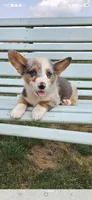 Ocean, a female Pembroke Welsh Corgi for sale in Milton, WI – 1 of 1