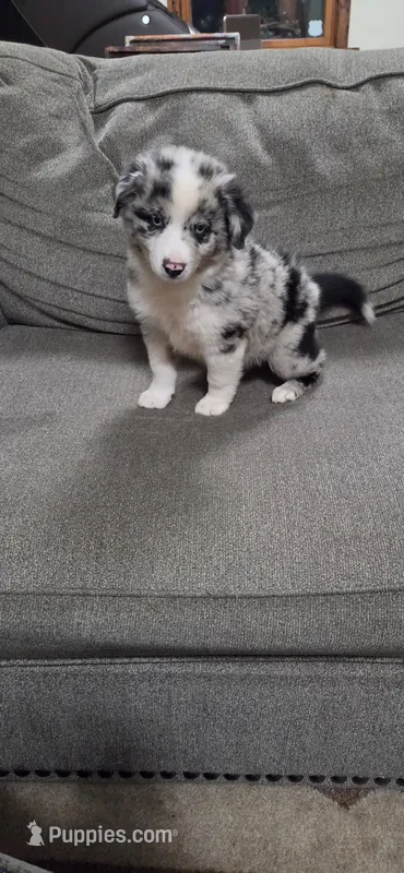 Blue Merle Girl – Miniature Australian Shepherd puppy for sale in Milton, WI