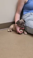 Fluffy Lilac, tan point carrier, a female French Bulldog for sale in Milton, WI – 4 of 5