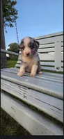 Blue Merle Girl, a female Miniature Australian Shepherd for sale in Milton, WI – 2 of 3