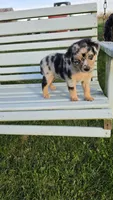 Blue Merle, a female Miniature Australian Shepherd for sale in Milton, WI – 5 of 5