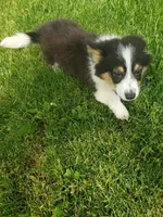 Fluffy Tri Girl, a female Pembroke Welsh Corgi for sale in Milton, WI – 3 of 3