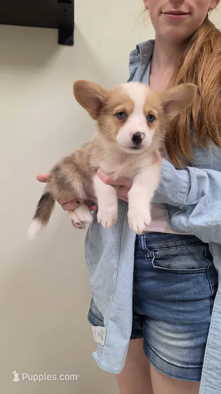 Red Merle Boy – Pembroke Welsh Corgi puppy for sale in Milton, WI
