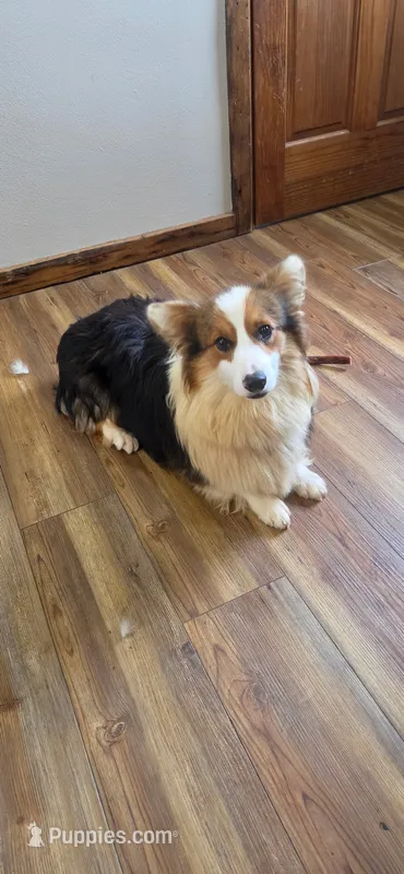 Batman, Fluffy Boy – Pembroke Welsh Corgi puppy for sale in Milton, WI