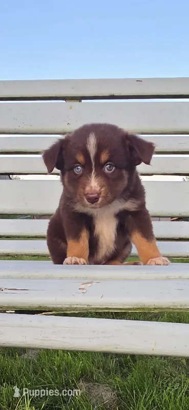 Blue Eyed Boy – Miniature Australian Shepherd puppy for sale in Milton, WI