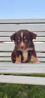 Blue Eyed Boy, a male Miniature Australian Shepherd for sale in Milton, WI – 1 of 2