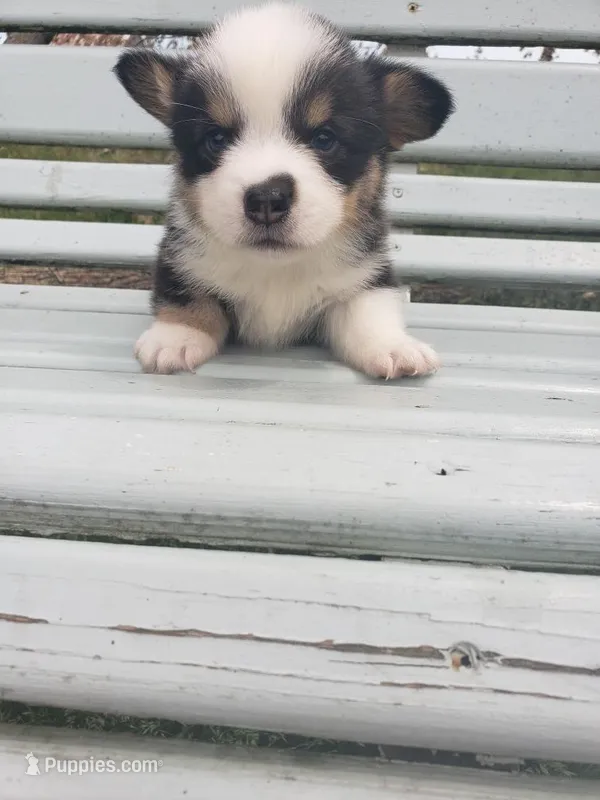 MJ – Pembroke Welsh Corgi puppy for sale in Milton, WI
