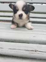 MJ, a male Pembroke Welsh Corgi for sale in Milton, WI – 1 of 1