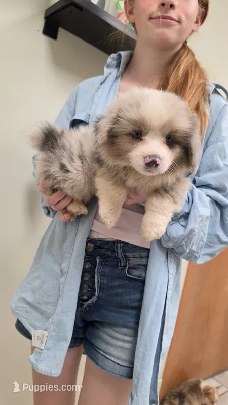 Extra Fluffy Blue Merle Boy – Pembroke Welsh Corgi puppy for sale in Milton, WI