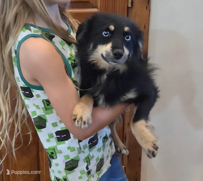 Rio Blue Eyes toy size – Toy Australian Shepherd puppy for sale in Milton, WI