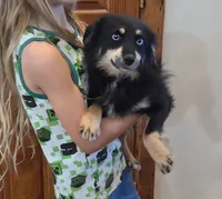 Rio Blue Eyes toy size, a male Toy Australian Shepherd for sale in Milton, WI – 1 of 1