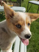 Breslyn, Blue Merle natural Bob tail, a female Pembroke Welsh Corgi for sale in Milton, WI – 4 of 4