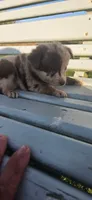 Red Merle Girl, a female Miniature Australian Shepherd for sale in Milton, WI – 3 of 5