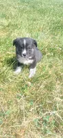 Tiny Toy, a male Toy Australian Shepherd for sale in Milton, WI – 2 of 3