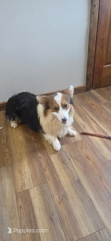 Batman FLUFFY AKC – Pembroke Welsh Corgi puppy for sale in Milton, WI