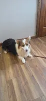 Batman FLUFFY AKC, a male Pembroke Welsh Corgi for sale in Milton, WI – 1 of 3