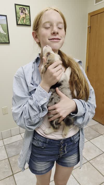 Blue Merle Girl, a female Pembroke Welsh Corgi for sale in Milton, WI – 2 of 2