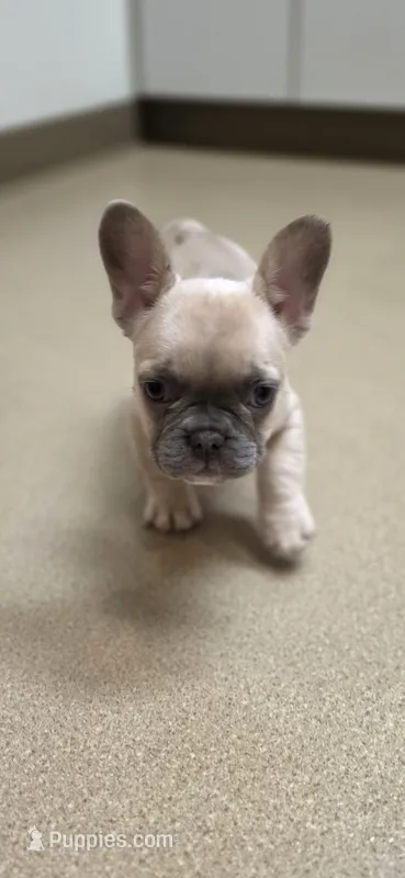 Sugar – French Bulldog puppy for sale in Milton, WI