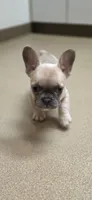 Sugar, a male French Bulldog for sale in Milton, WI – 1 of 6