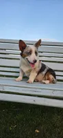 Blue Merle girl , a female Pembroke Welsh Corgi for sale in Milton, WI – 1 of 1