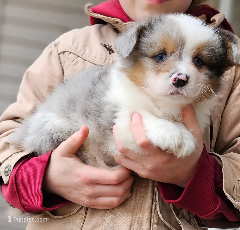 Benji Fluffy Merle Boy – Pembroke Welsh Corgi puppy for sale in Milton, WI