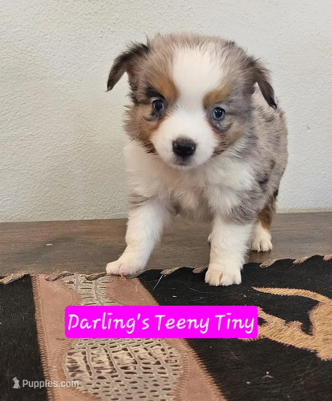 Teeny Toy Aussie Blue Merle Girl – Miniature Australian Shepherd puppy for sale in Milton, WI