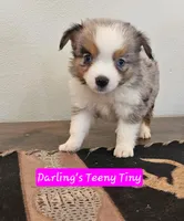 Teeny Toy Aussie Blue Merle Girl, a female Miniature Australian Shepherd for sale in Milton, WI – Photo 1 of 3