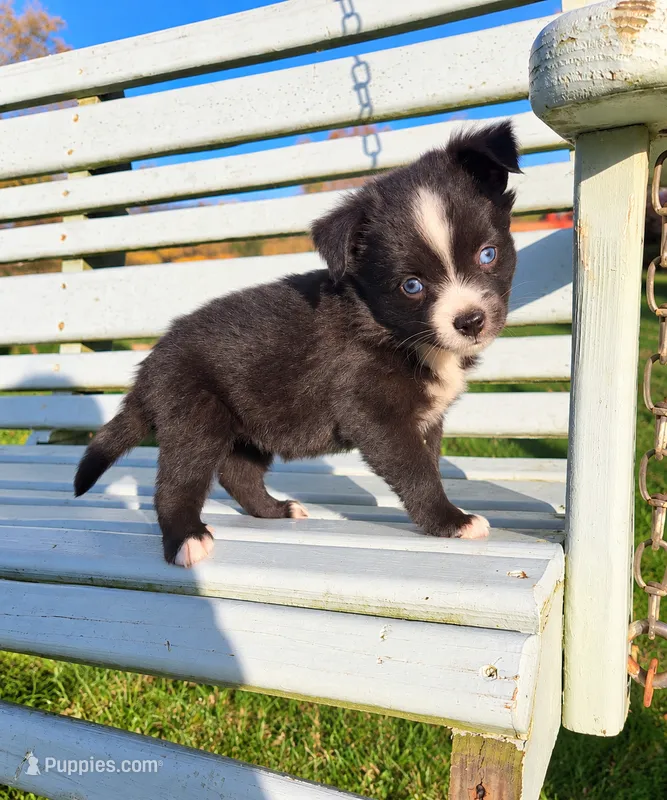 Tiny Tri color Girl, a female Toy Australian Shepherd for sale in Milton, WI – 1 of 1