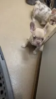 Frenchie Pups "Rosie", a male French Bulldog for sale in Milton, WI – 6 of 7