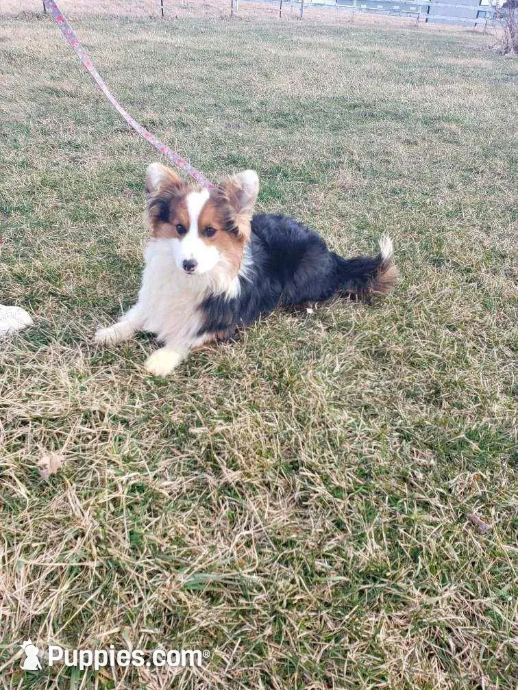 Batman FLUFFY AKC – Pembroke Welsh Corgi puppy for sale in Milton, WI