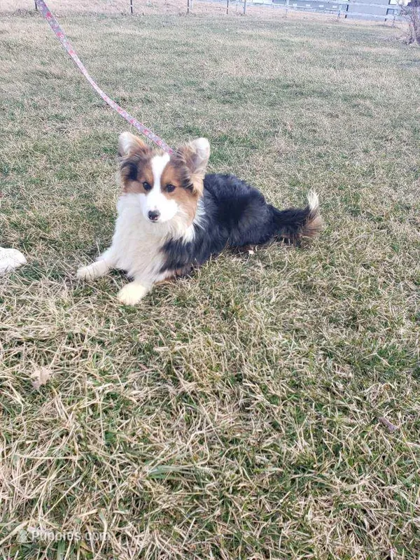 Batman FLUFFY AKC – Pembroke Welsh Corgi puppy for sale in Milton, WI