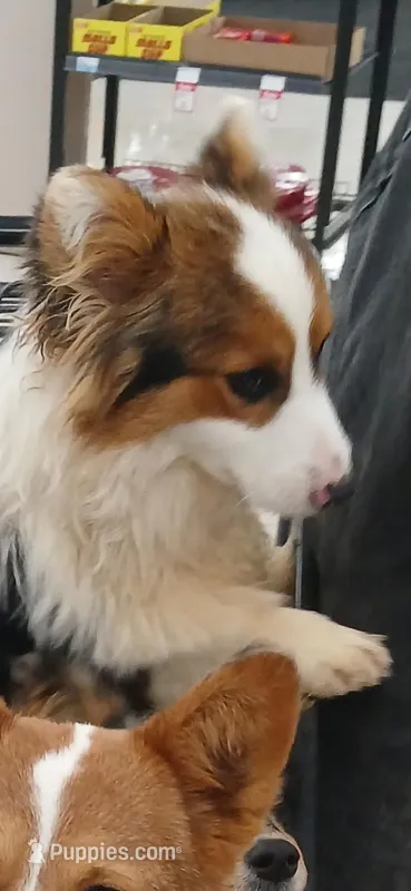 Batman FLUFFY AKC – Pembroke Welsh Corgi puppy for sale in Milton, WI