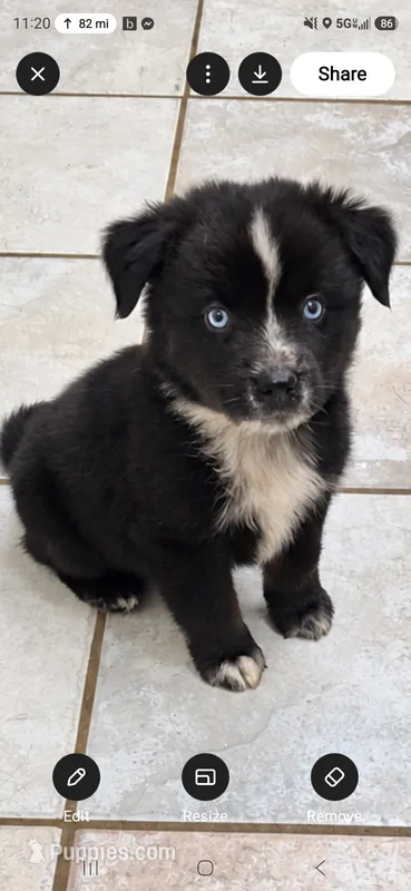 Blue Eyed Bi – Miniature Australian Shepherd puppy for sale in Milton, WI