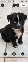 Blue Eyed Bi, a male Miniature Australian Shepherd for sale in Milton, WI – 1 of 1