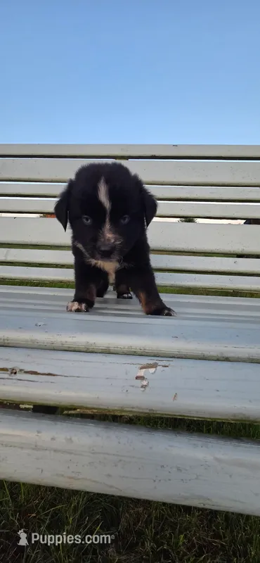 Blue Eyed tri  – Miniature Australian Shepherd puppy for sale in Milton, WI