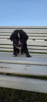 Blue Eyed tri , a male Miniature Australian Shepherd for sale in Milton, WI – 1 of 1