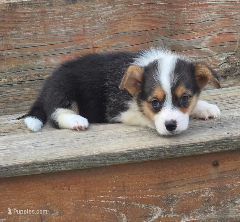 Tri girl – Pembroke Welsh Corgi puppy for sale in Milton, WI