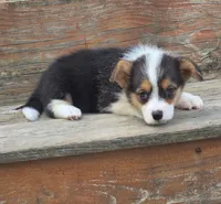 Tri girl, a female Pembroke Welsh Corgi for sale in Milton, WI – 1 of 2