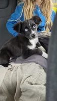 Blue Eyed Boy, a male Miniature Australian Shepherd for sale in Milton, WI – 1 of 1
