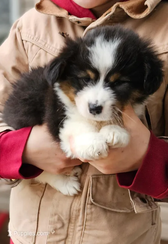 Fluffy Girl "Mallow"  – Pembroke Welsh Corgi puppy for sale in Milton, WI