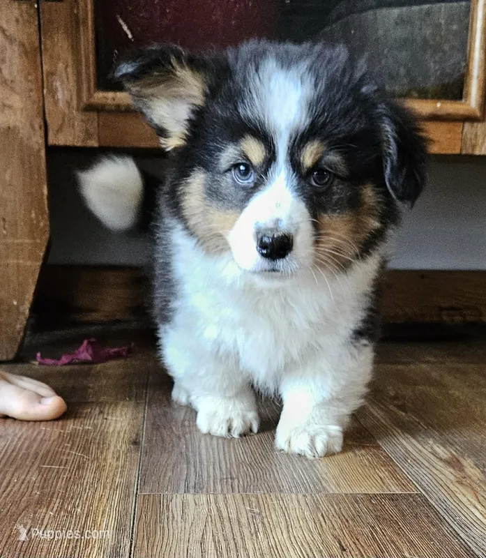 Fluffy Girl "Mallow"  – Pembroke Welsh Corgi puppy for sale in Milton, WI